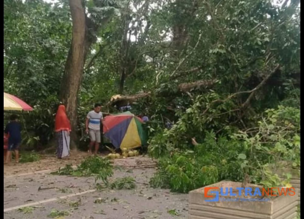 Tiang Telkom dan Pohon Besar di Kendari Tumbang Akibat Hujan Deras Disertai Angin Kencang