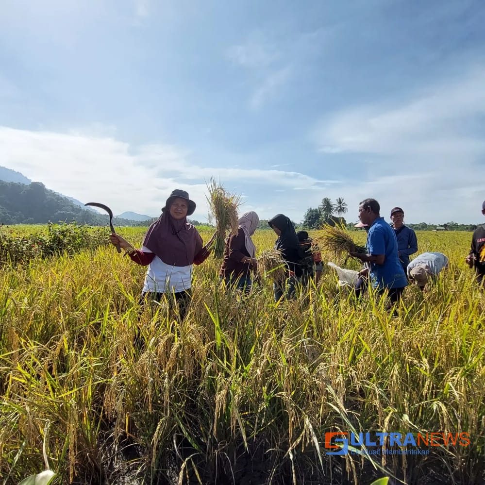 Petani Binaan PT Vale Kembali Panen Beras SRI Organik